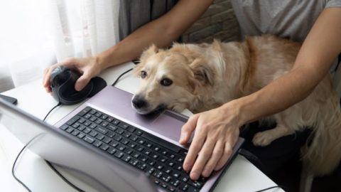 Dog working from home