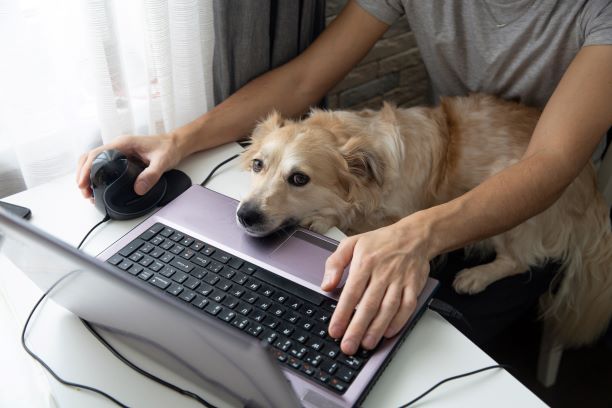 Dog working from home